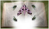 Book of Wonder