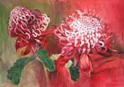 Two Protea